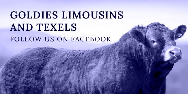 Goldie Limousins and Texels