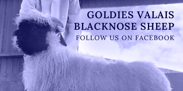 Goldies Valais Blacknose Sheep
